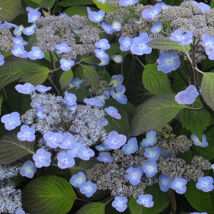 Blüte der Tellerhortensie 'Veerle'