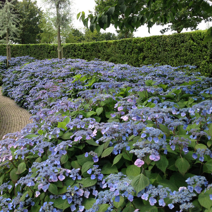 Tellerhortensie 'Veerle' im Garten