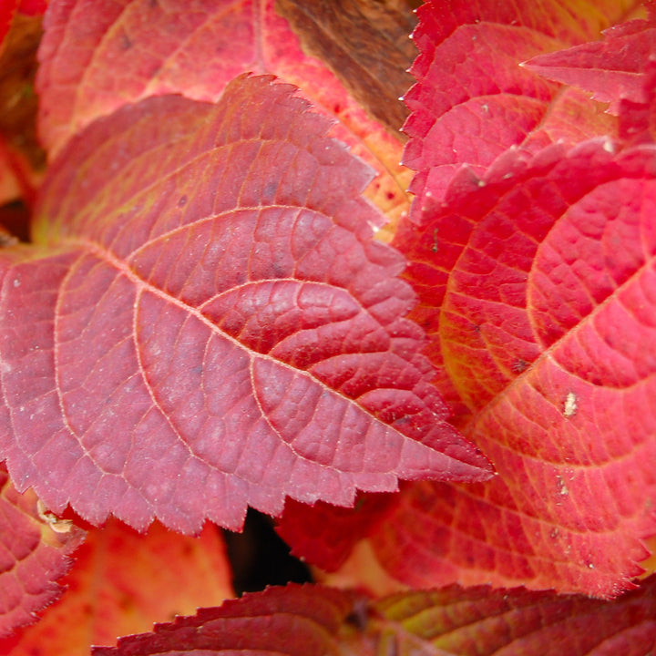 Herbstfärbung der Tellerhortensie 'Veerle'