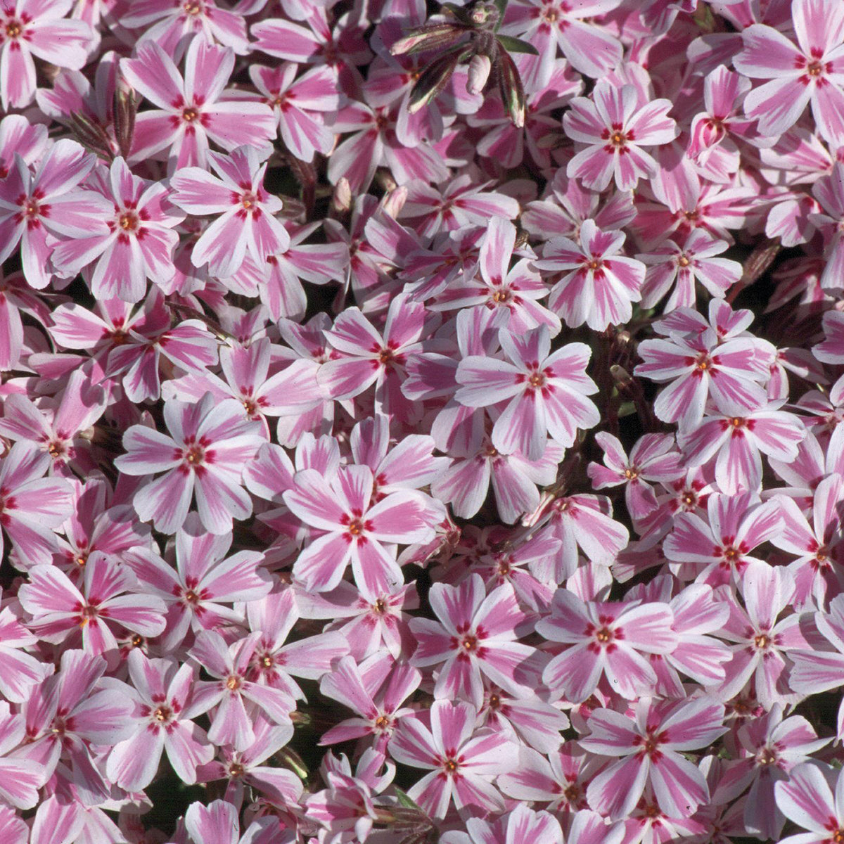 Teppich-Flammenblume 'Candy Stripes' (Mehrfach-Set)