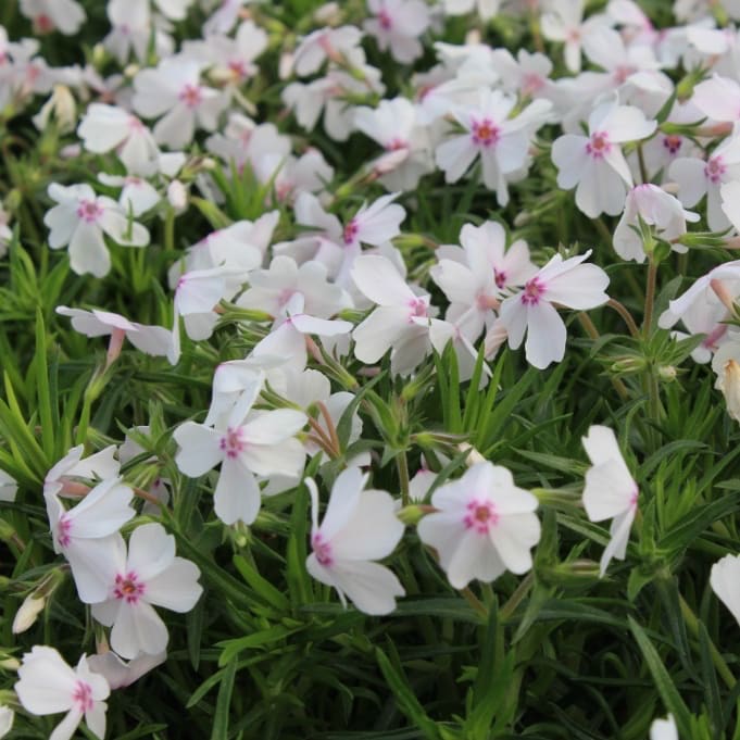 Teppich-Phlox 'Amazing Grace' Weiß