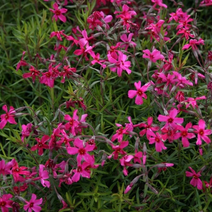 Teppich-Phlox 'Atropurpurea' Purpur