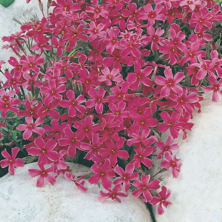 Teppich-Phlox 'Atropurpurea' Purpur