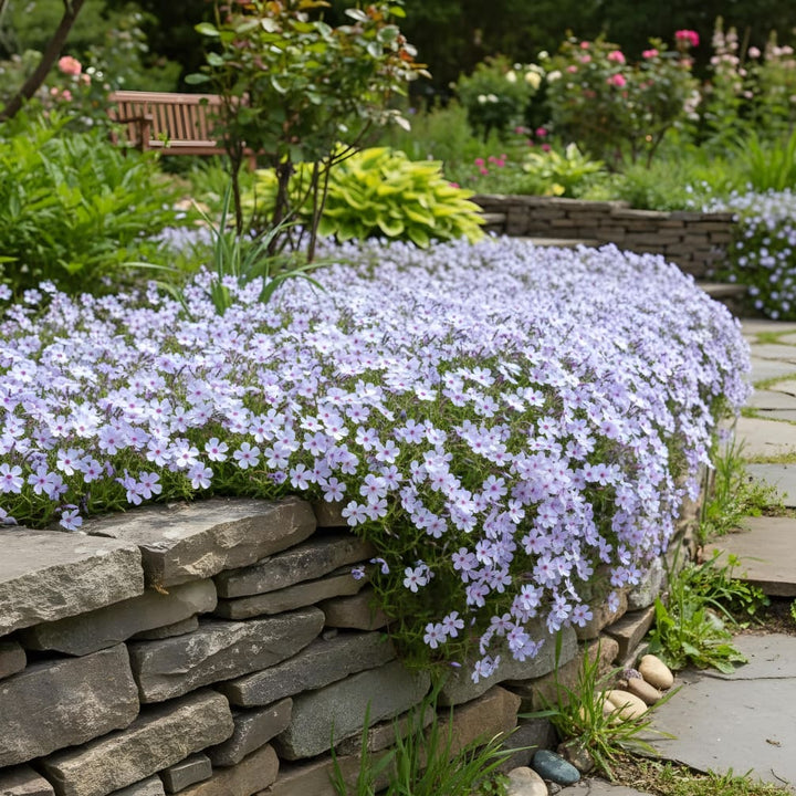 Teppich-Phlox 'Chattahoochee' Violettblau