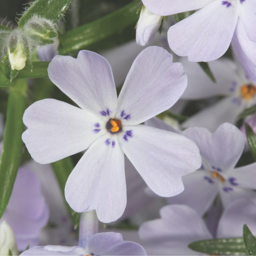 Teppich-Phlox 'Purple Beauty' Purpur