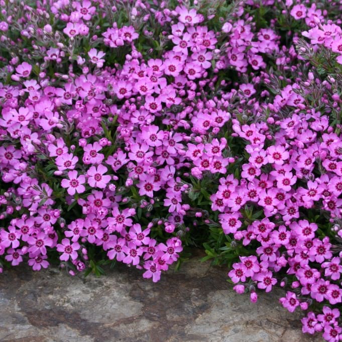 Teppich-Phlox 'Zwergenteppich' Rosa