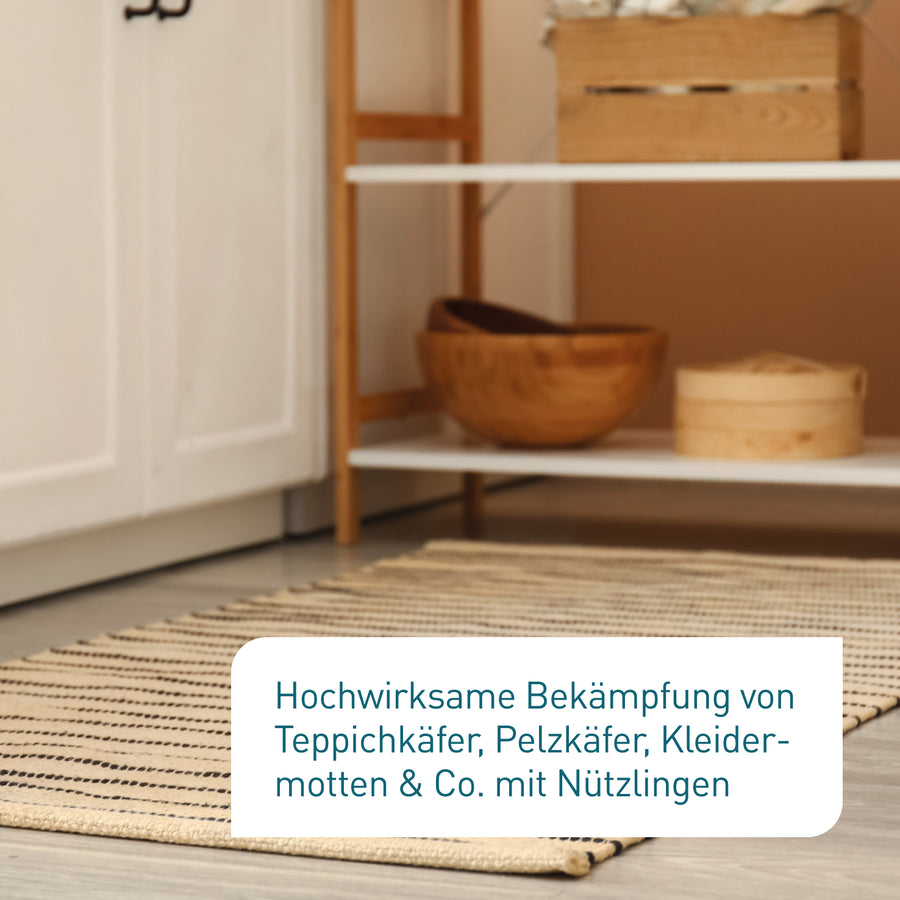 Bekämpfung von Teppichkäfern mit Lagerpiraten