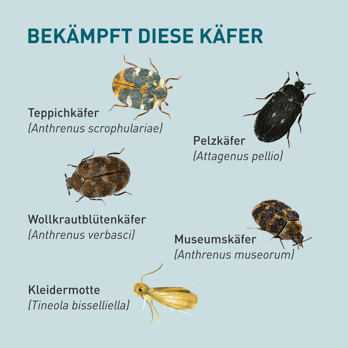 Teppichkäfer, Pelzkäfer & Co. mit Lagerpiraten loswerden