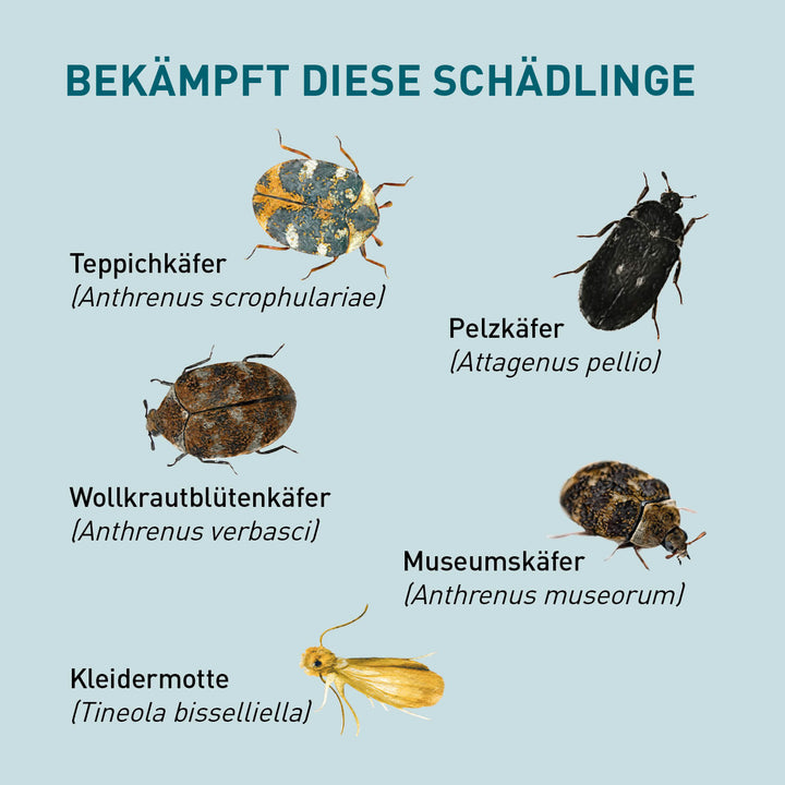 Teppichkäfer, Pelzkäfer & Co. mit Lagerpiraten loswerden