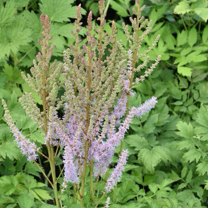 Teppichspiere Violett