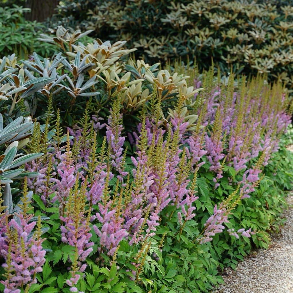 Teppichspiere Violett