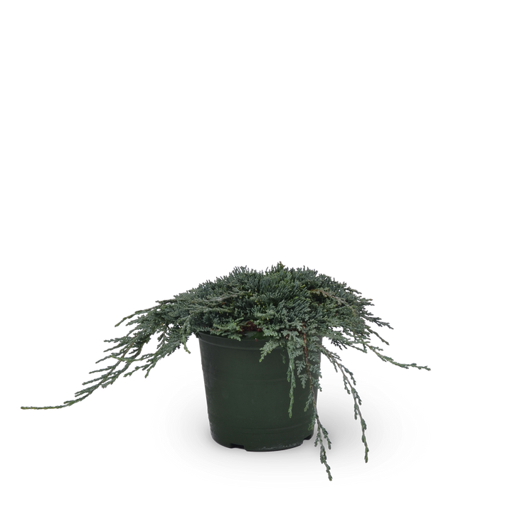Teppichwacholder 'Icee Blue'