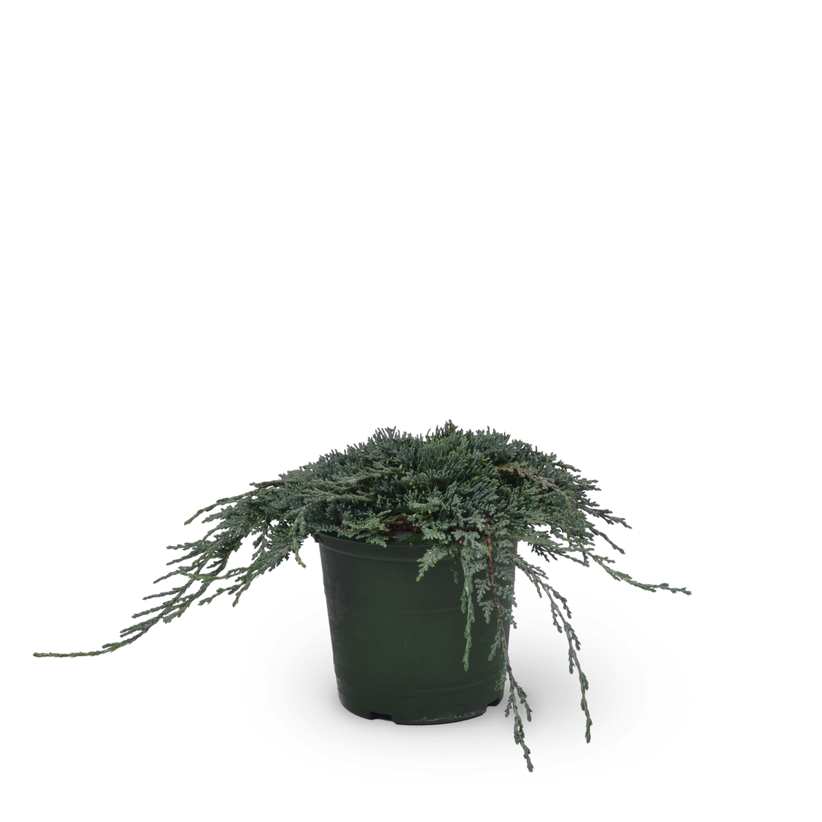 Teppichwacholder 'Icee Blue'