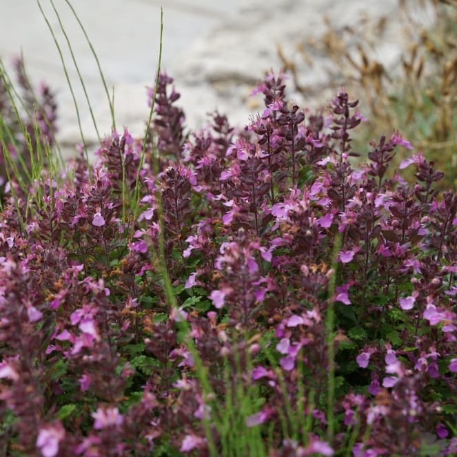 Teucrium chamaedrys