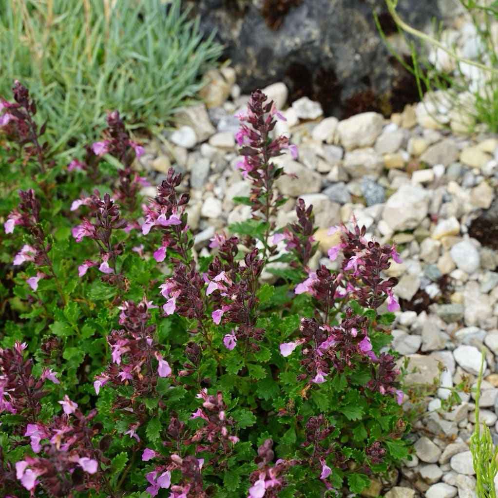 Teucrium chamaedrys