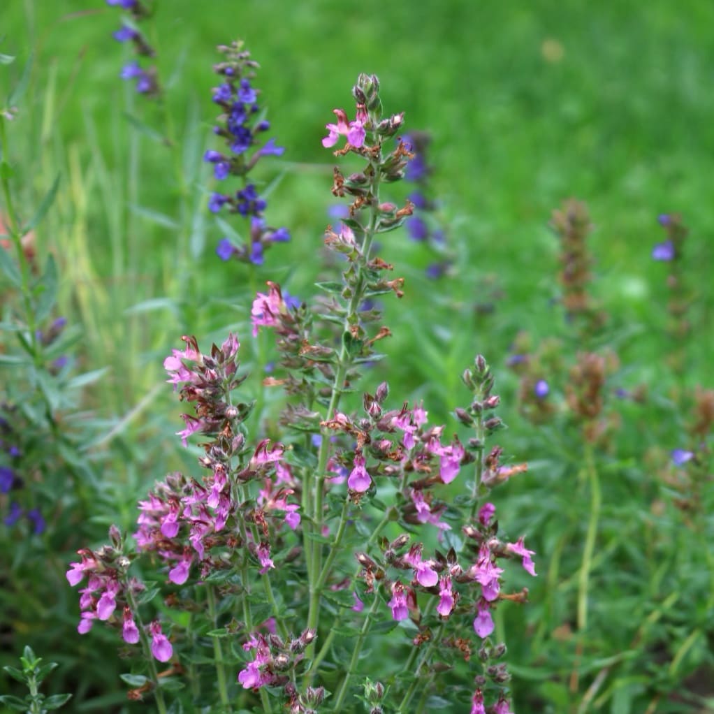 Teucrium x lucidrys