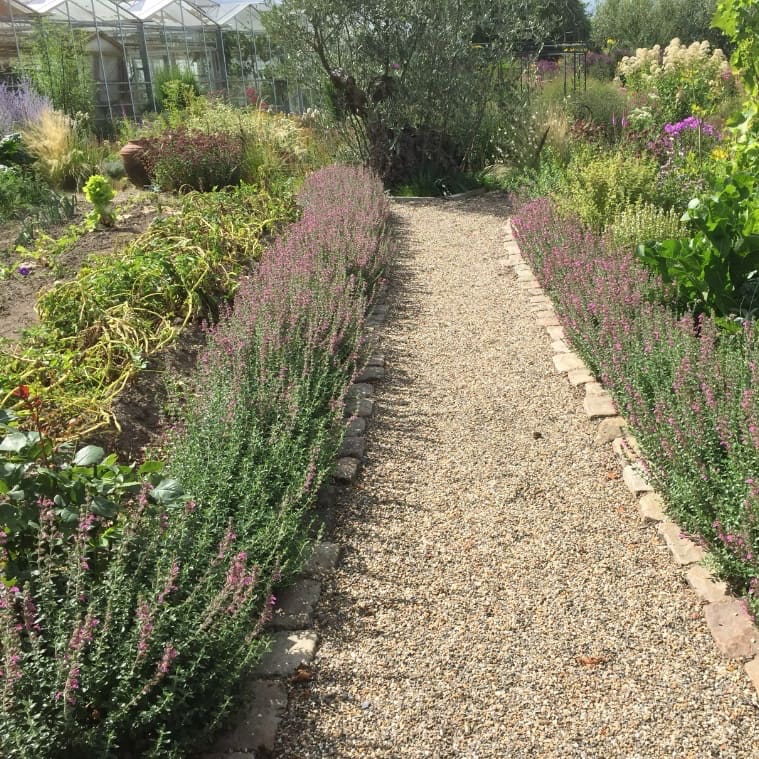 Teucrium x lucidrys