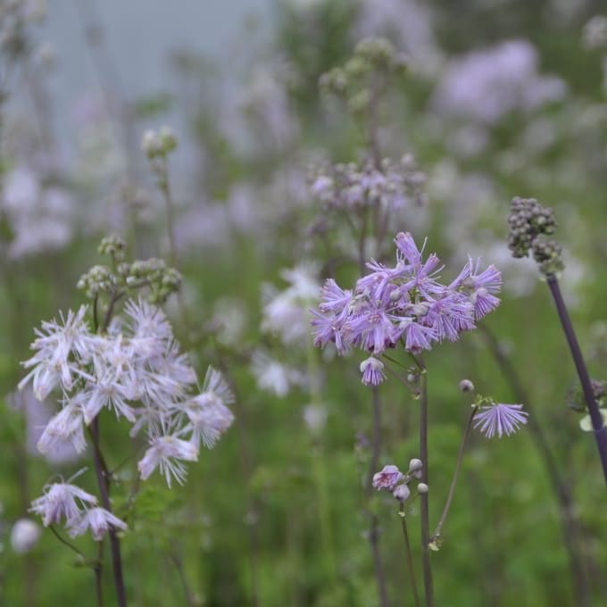Thalictrum aquilegifolium
