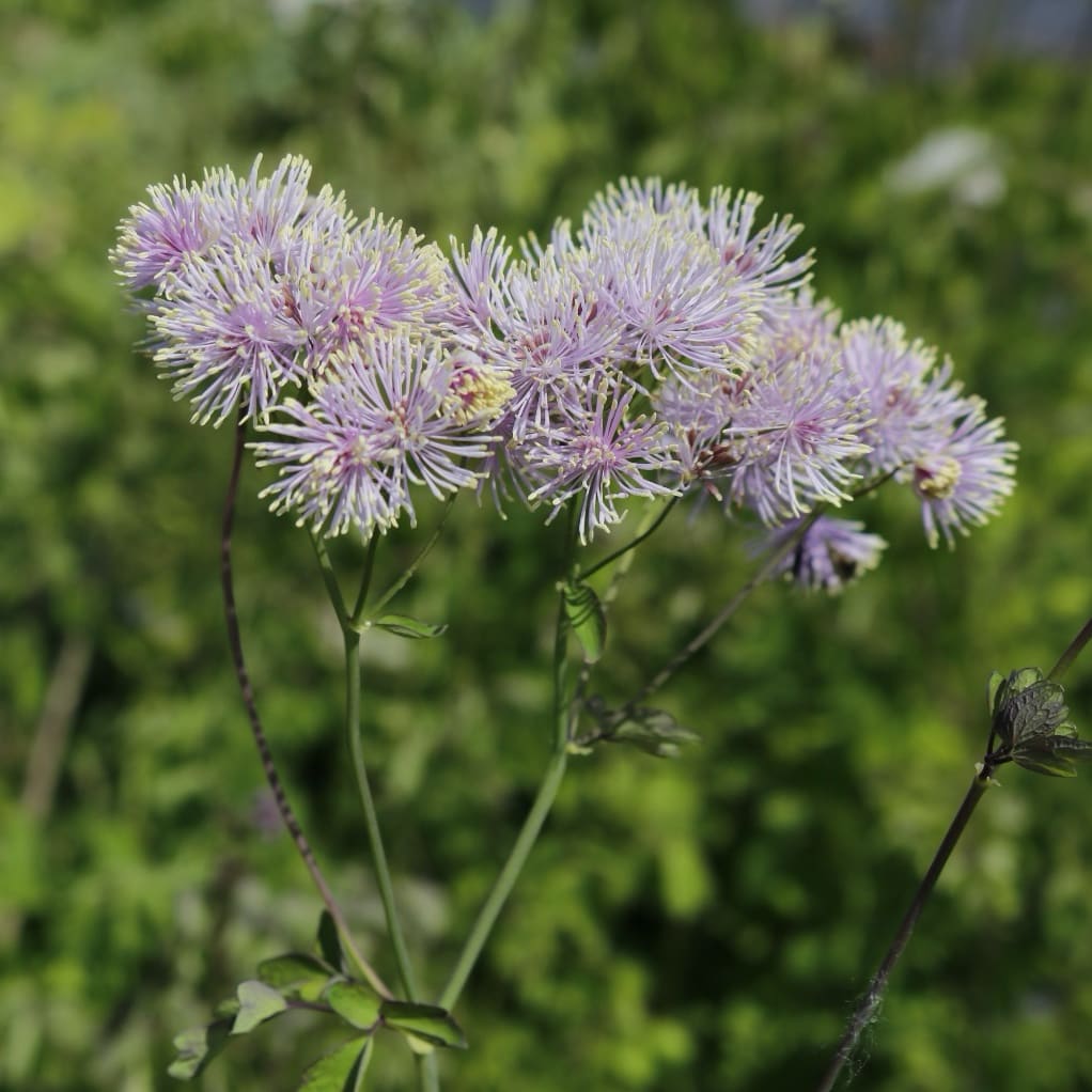 Thalictrum aquilegifolium