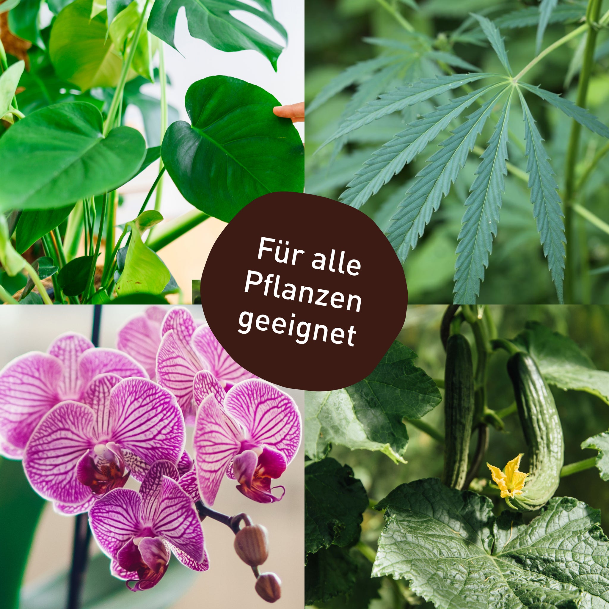 Thripse an Monstera, Cannabis, Orchideen und Gurken bekämpfen