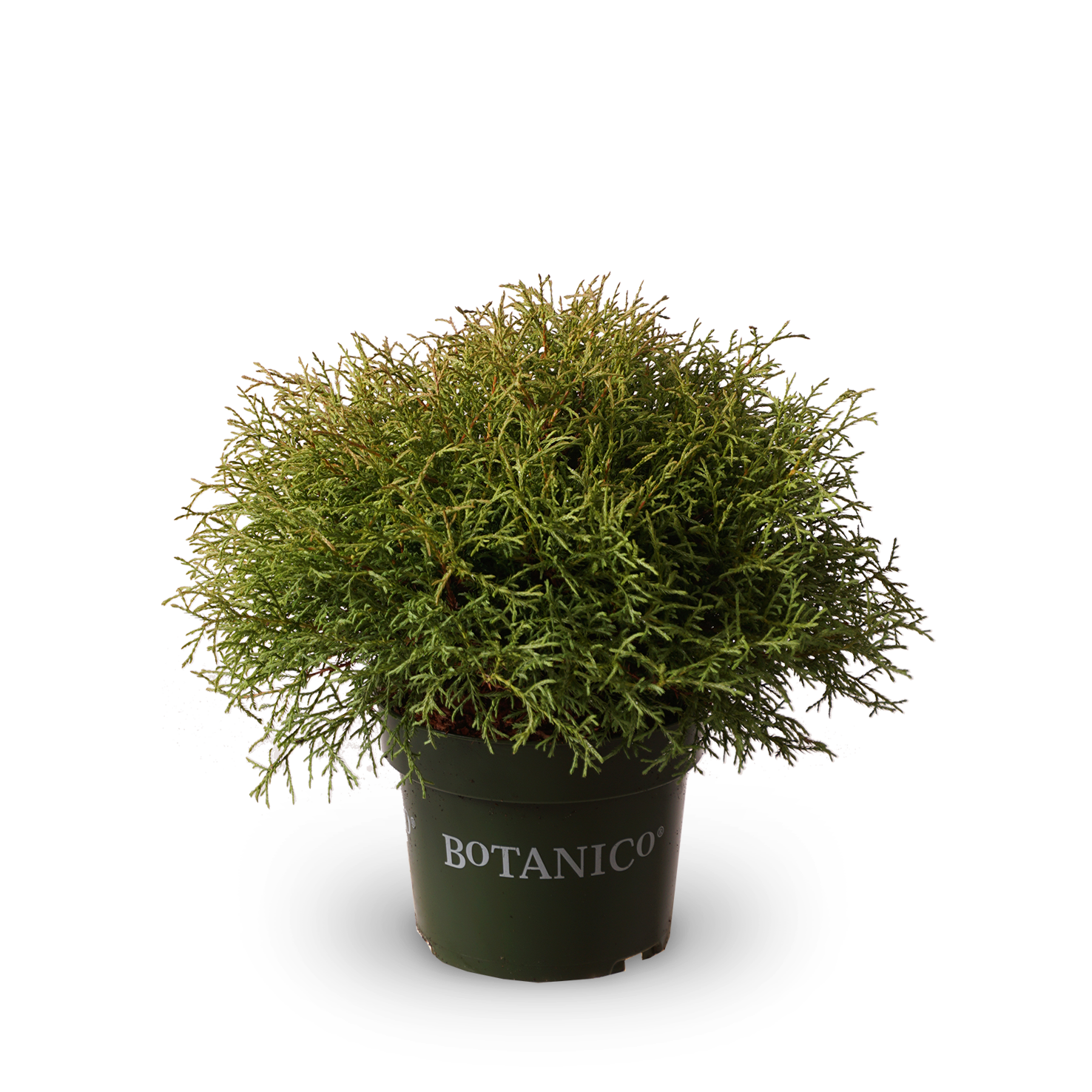 Thuja occidentalis 'Mr Bowling Ball'