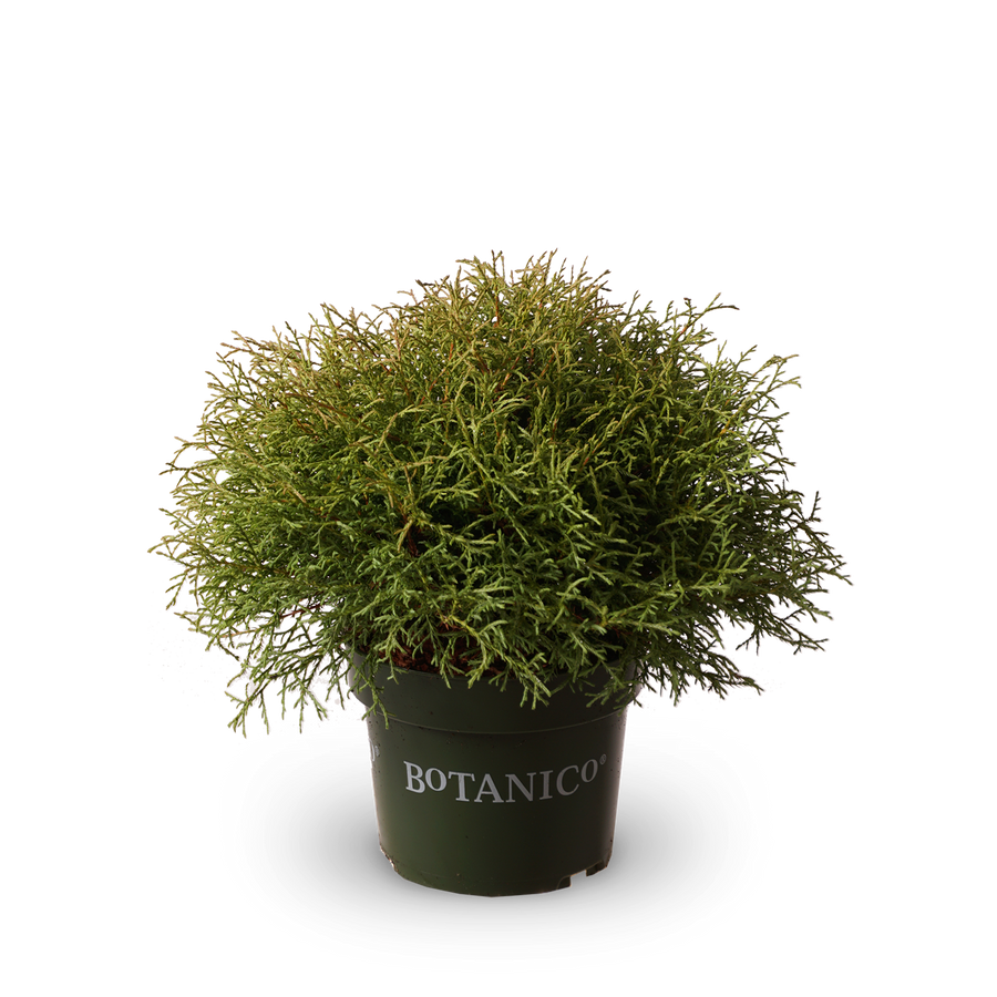 Thuja occidentalis 'Mr Bowling Ball'