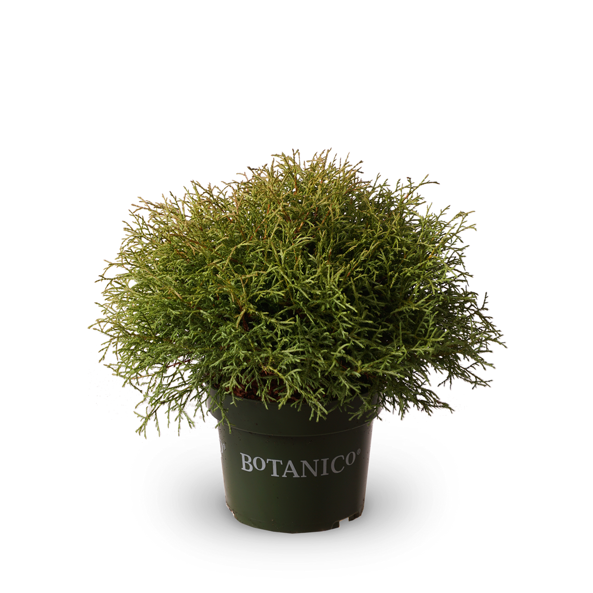 Thuja occidentalis 'Mr Bowling Ball'