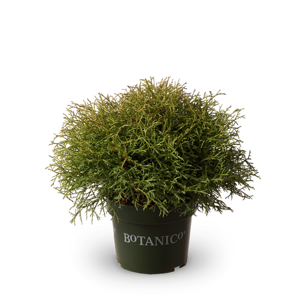 Thuja occidentalis 'Mr Bowling Ball'