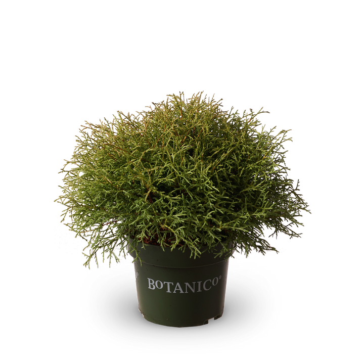 Thuja occidentalis 'Mr Bowling Ball'