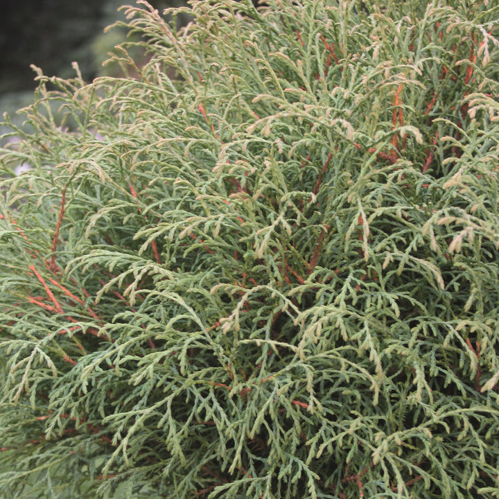Thuja occidentalis 'Mr Bowling Ball'