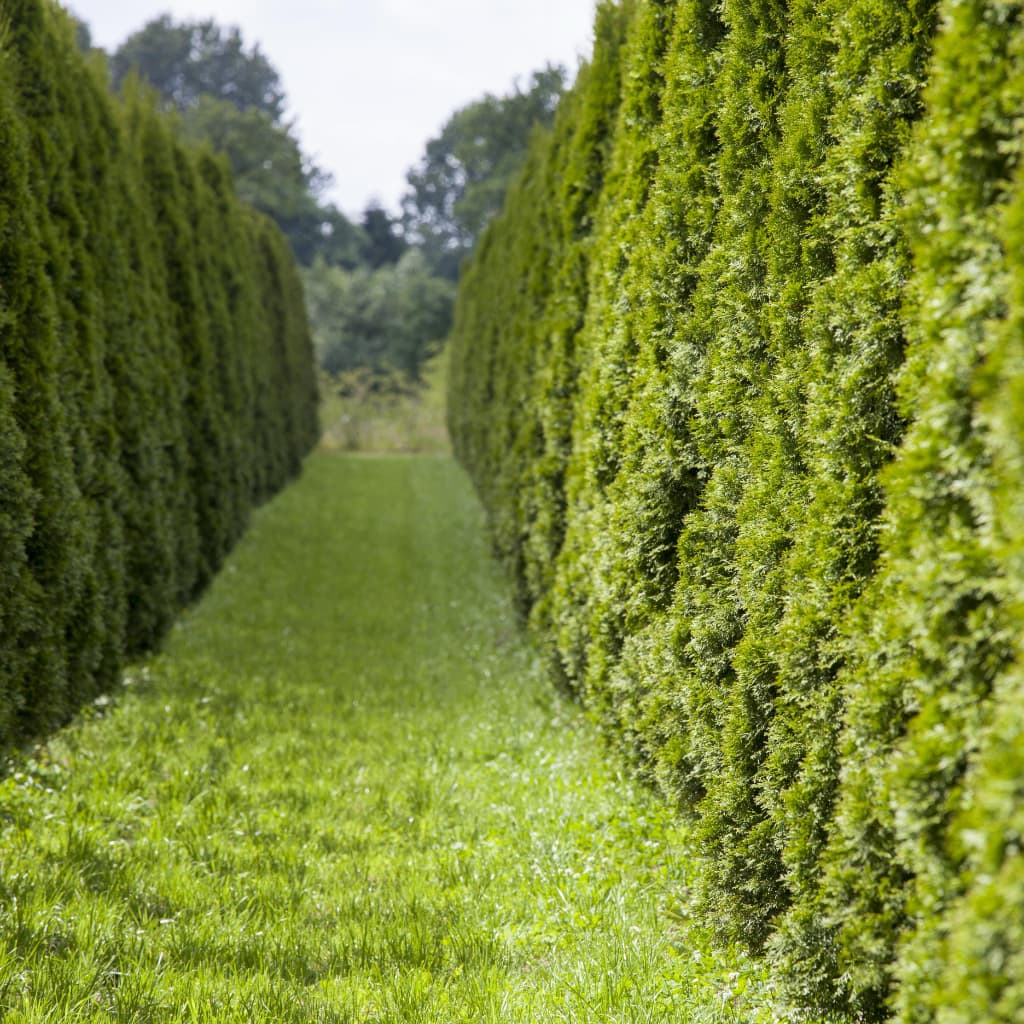Thuja occidentalis 'Smaragd'