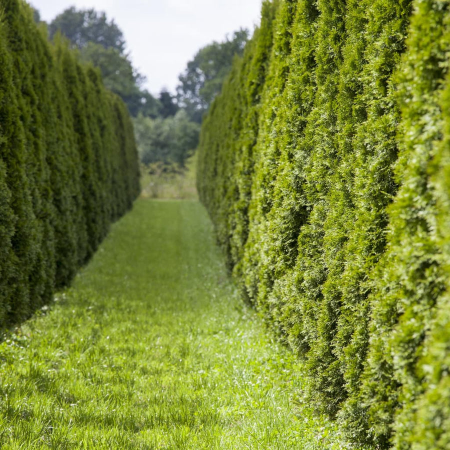 Thuja occidentalis 'Smaragd'