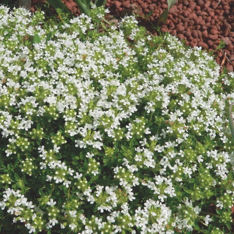 Thymian 'Albiflorus' Weiß