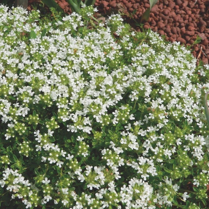 Thymian 'Albiflorus' Weiß