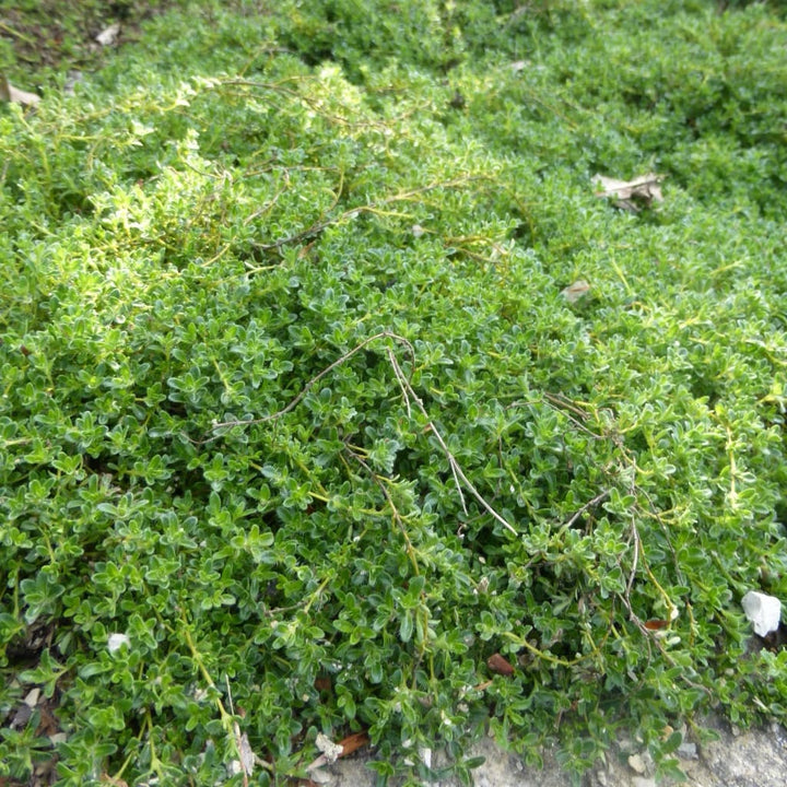 Thymian 'Albiflorus' Weiß