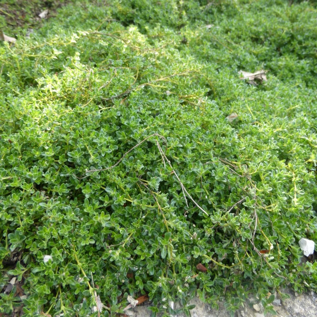 Thymian 'Albiflorus' Weiß