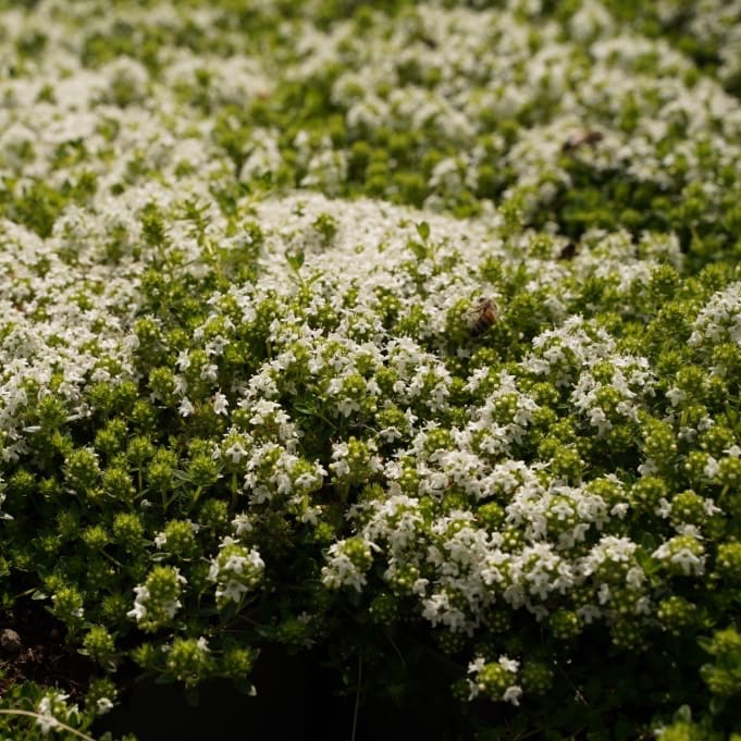 Thymus praecox 'Albiflorus'