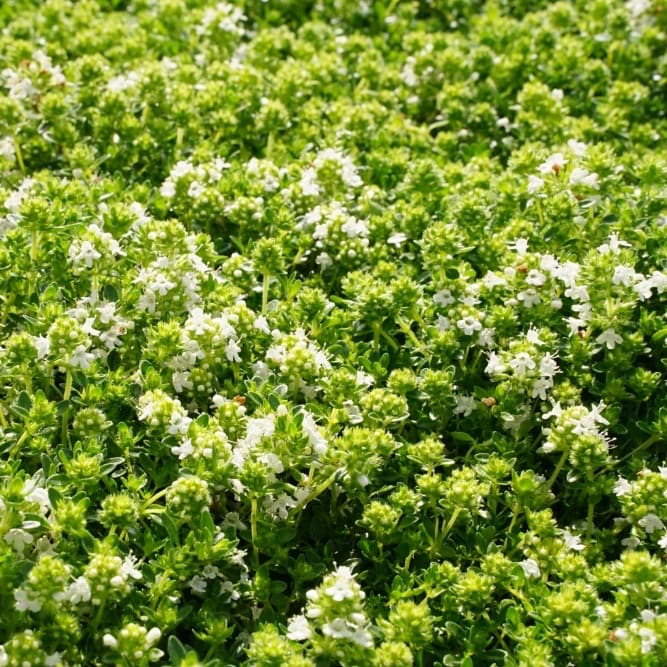 Thymus praecox 'Albiflorus'