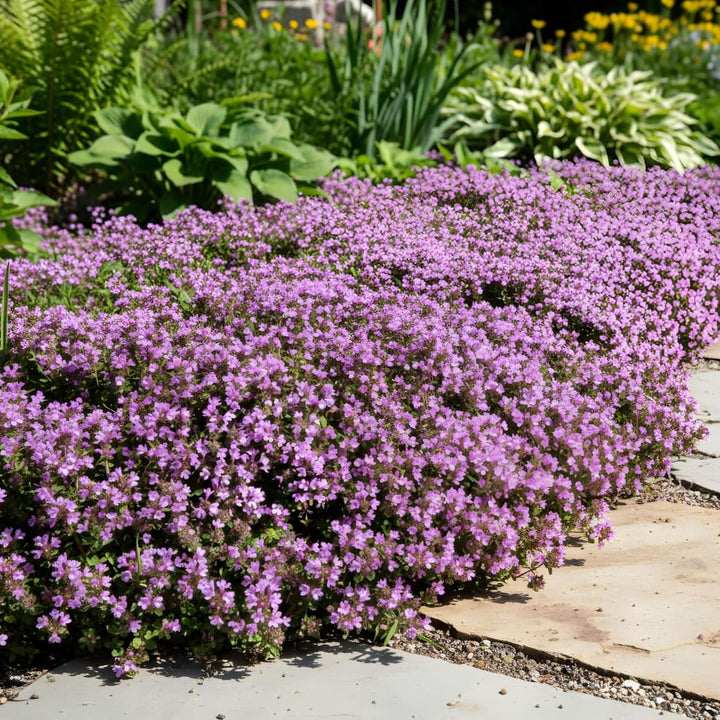 Thymus praecox