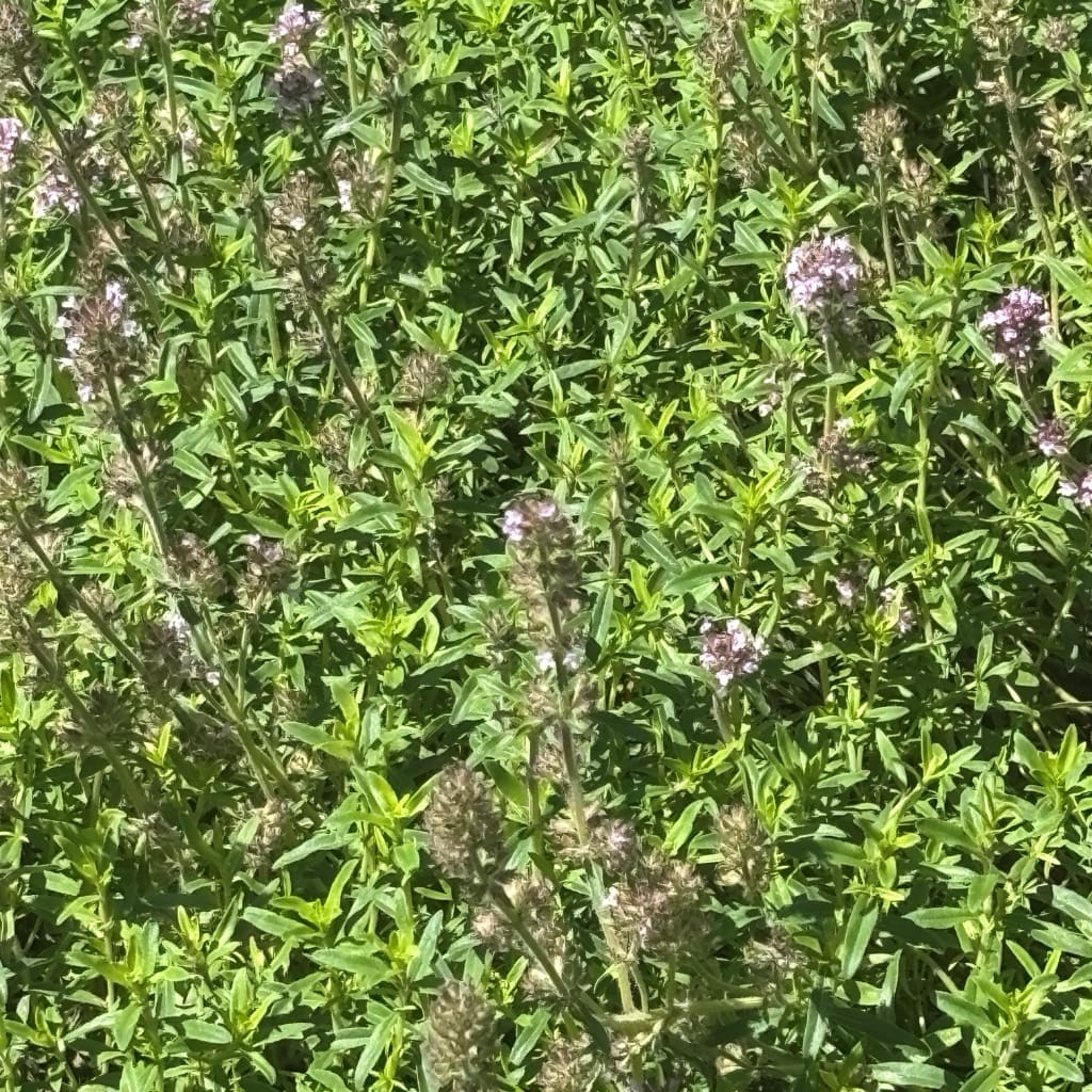 Thymus pulegioides