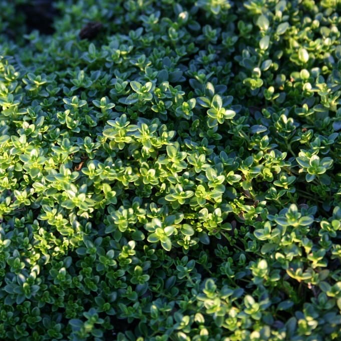 Thymus serpyllum 'Albus'