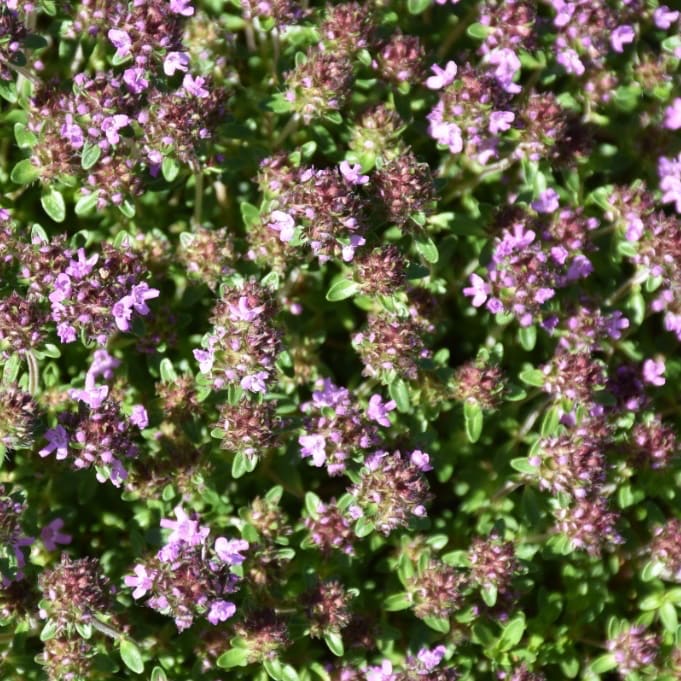 Thymus serpyllum 'Coccineus'