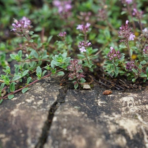 Thymus serpyllum