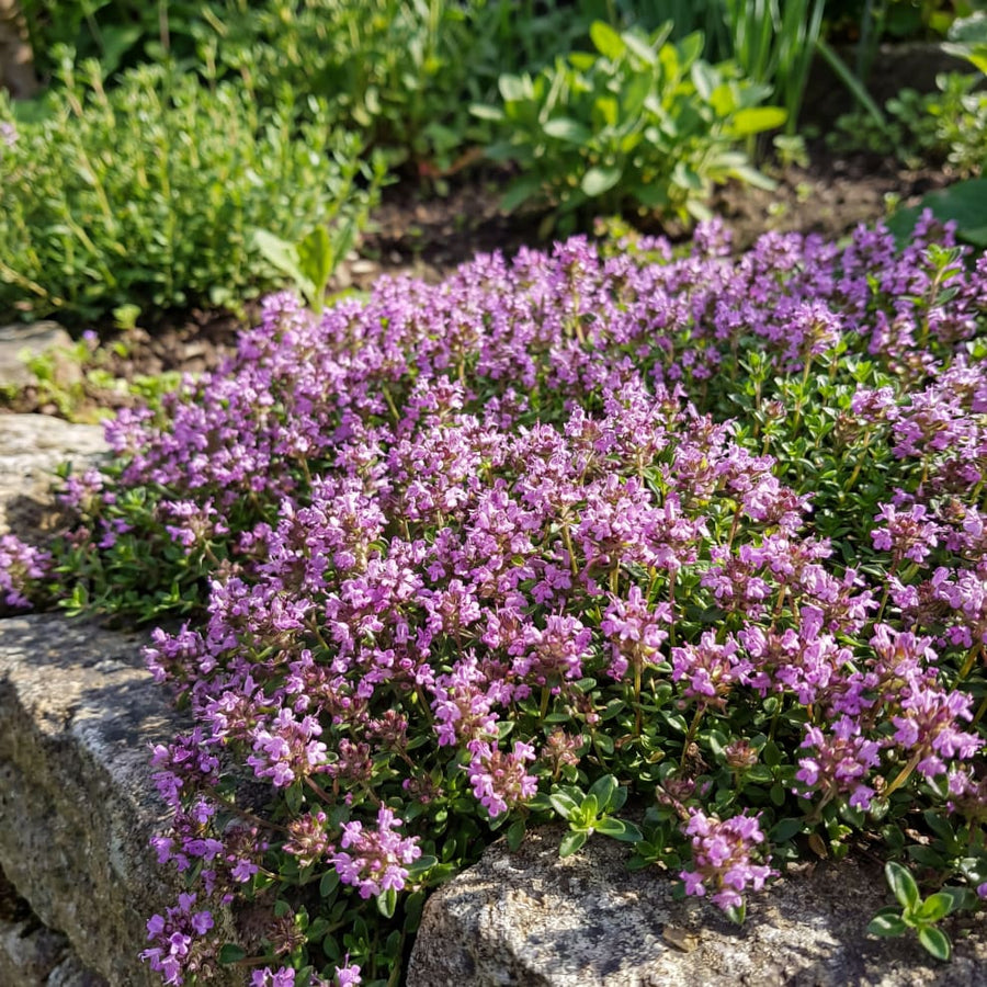 Thymus serpyllum 'Pygmaeus'