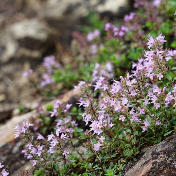 Thymus serpyllum