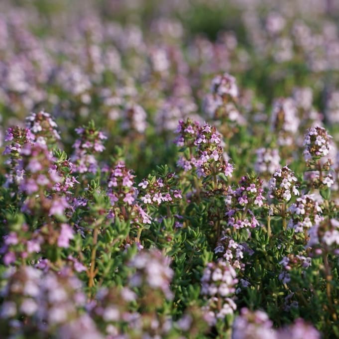 Thymus vulgaris 'Compactus'