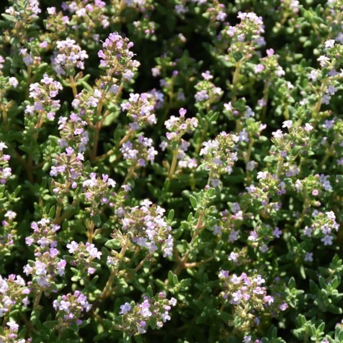 Thymus vulgaris 'Compactus'
