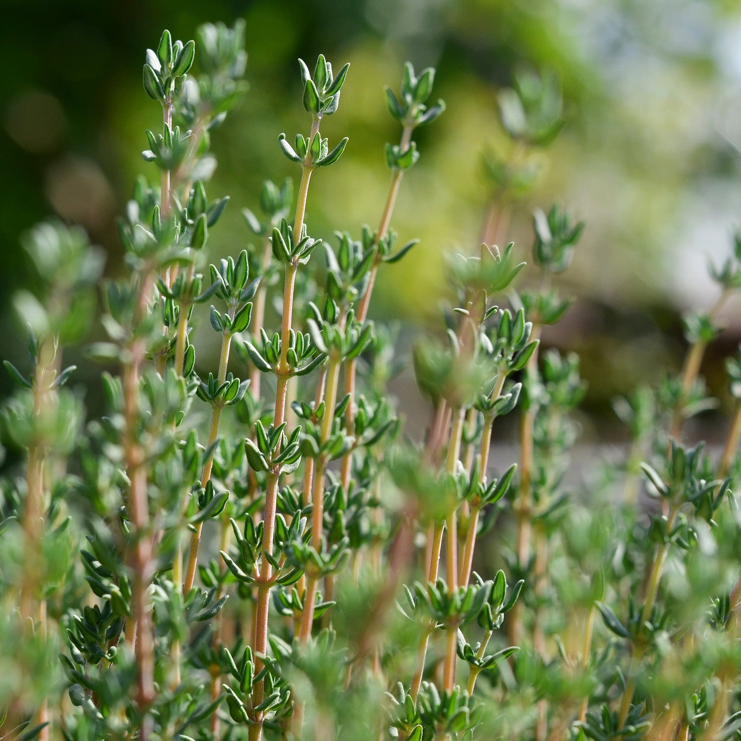 Blätter des Thymus vulgaris
