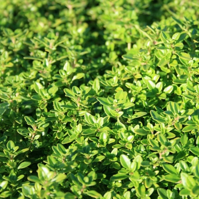 Thymus x citriodorus 'E.B.Anderson'