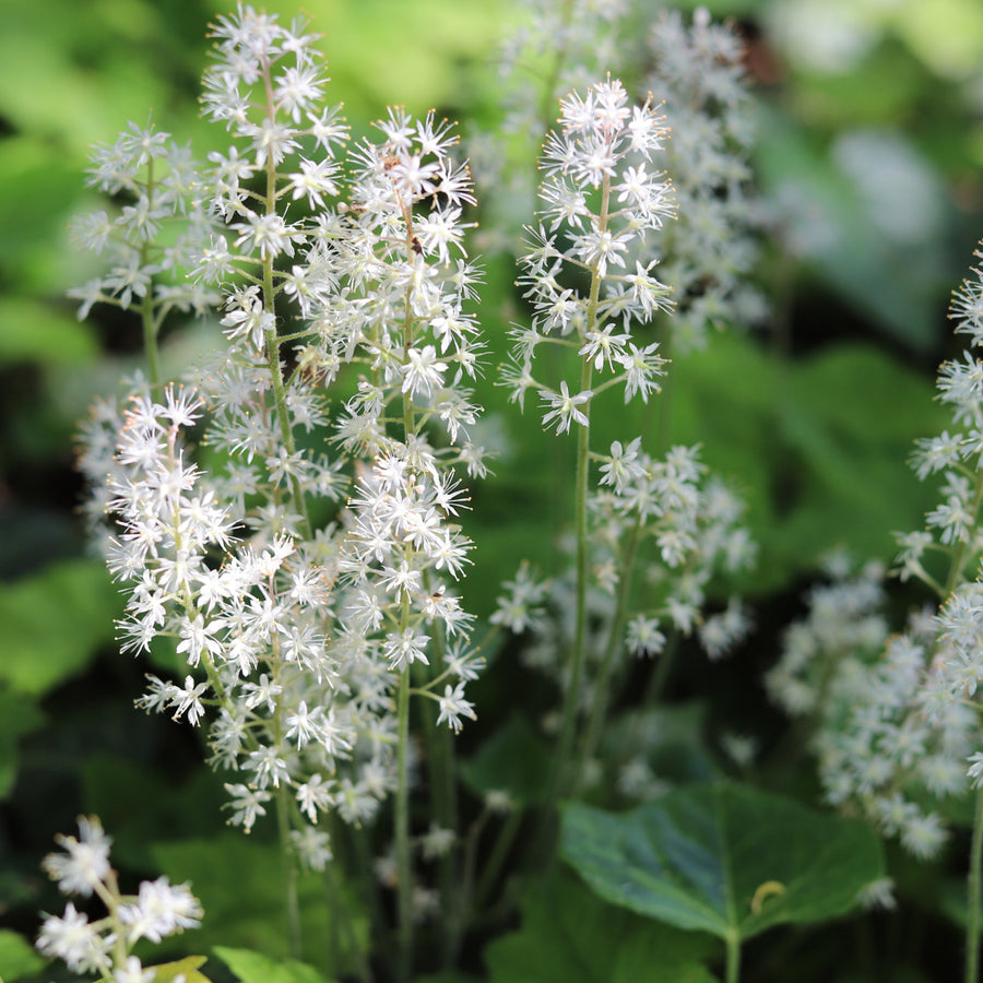 Tiarella cordifolia